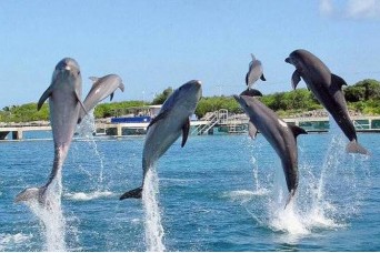 Parque Delfines Isla Mujeres Acompañante