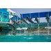 Nado con Delfines Nivel 3 al Acuario Interactivo Cancun